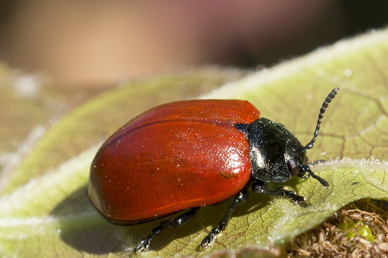 Chrysomela populi (cf.)